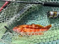 f:id:supemaru:20250722082835j:image f:id:supemaru:20250722082835j:image