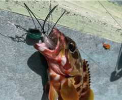 f:id:supemaru:20250908133110j:image f:id:supemaru:20250908133110j:image