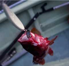 f:id:supemaru:20250911105306j:image f:id:supemaru:20250911105306j:image