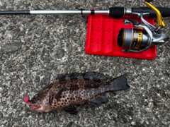 f:id:supemaru:20251102133133j:image f:id:supemaru:20251102133133j:image