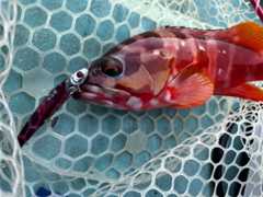 f:id:supemaru:20251116123738j:image f:id:supemaru:20251116123738j:image