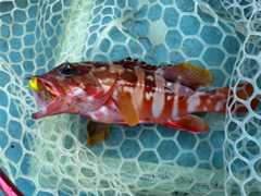 f:id:supemaru:20251116125441j:image f:id:supemaru:20251116125441j:image