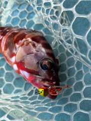 f:id:supemaru:20251116125717j:image f:id:supemaru:20251116125717j:image