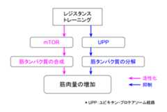 f:id:takumasa39:20170806133509p:plain f:id:takumasa39:20170806133509p:plain