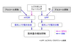 f:id:takumasa39:20170806133935p:plain f:id:takumasa39:20170806133935p:plain