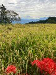 f:id:zuikei:20251002121623j:image