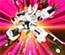 Drive Head 03 Mk-II White Pearl Hope