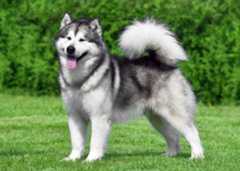 Alaskan Malamute.