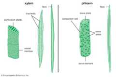 vascular cells