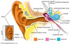 human ear