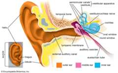 human ear