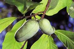 pawpaw