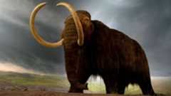 woolly mammoth (Mammuthus primigenius)