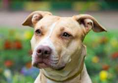 American Pit Bull Terrier.