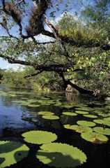 mangrove forest