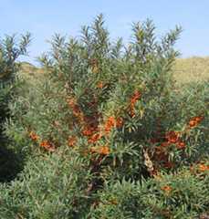 sea buckthorn