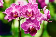 orchids