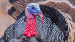 Why Do Americans Eat Turkey on Thanksgiving?