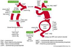 B-vitamin coenzymes in metabolism