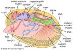 Internal structure of a clam. A ligament hinges the shell's two halves (valves) open, and the beating motion of cilia on the gills causes water to enter through the incurrent siphon. As water moves over the gills, oxygen diffuses into the blood, and food particles become trapped in mucus and are moved to the mouth. A pair of adductor muscles can hold the shell tightly closed. A fold of tissue (mantle) encloses the body's organs and releases the material that forms the shell. A large muscular foot allows the clam to creep and burrow. The circulatory system consists of a heart and blood vessels, and kidneys remove wastes from the blood. Deoxygenated blood and wastes are removed in the water that exits through the excurrent siphon.
