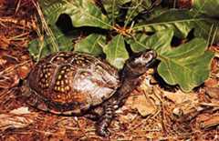 box turtle