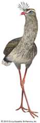 red-legged seriema