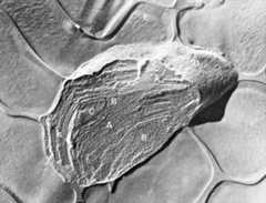 spinach chloroplast