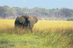 African elephant