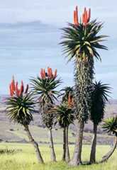 aloe plants