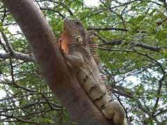 iguana