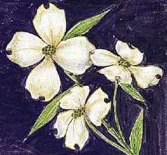 North Carolina: state flower