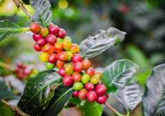 coffee plant