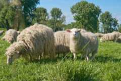 sheep