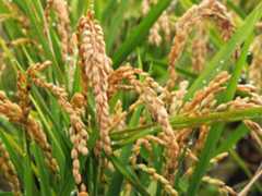 Rice plants with dry, light brown rice seeds coming from the top of each plant.