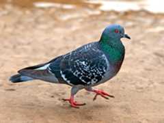 pigeon. pigeon and dove. member of the order Columbiformes, family Columbidae