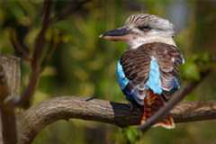 Kookaburra (Dacelo gigas)