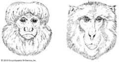 saki; macaque