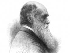 English naturalist Charles Darwin; undated engraving.
