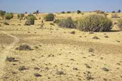 Rajasthan, India: Thar Desert vegetation