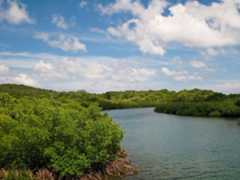 mangrove forest