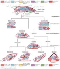 Organizational levels and body diagrams of mollusks
