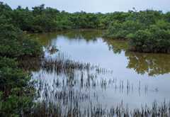 black mangroves