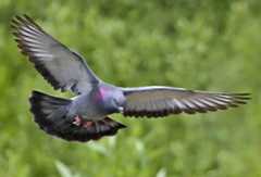 rock dove