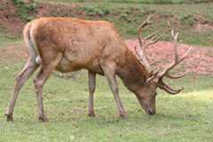 red deer