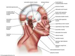 Muscles of facial expression, human anatomy, (Netter replacement project - SSC). Human face, human head.