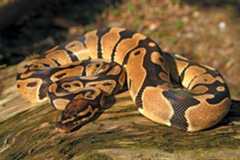 Royal, or ball, python (Python regius).