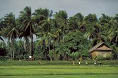 rice farming in the Philippines