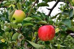 apples