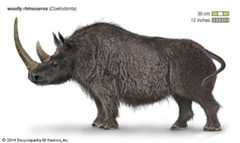 woolly rhinoceros