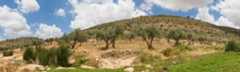 Hill with olive groves